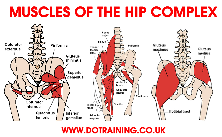 Hip Flexor Muscle or Flexors of Hip