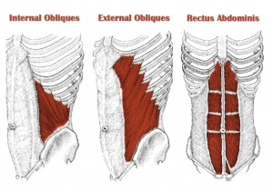 internal and external oblique