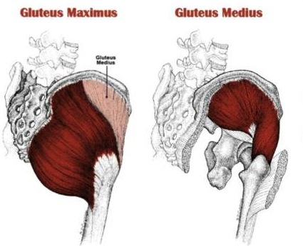clam exercise for gluteus medius